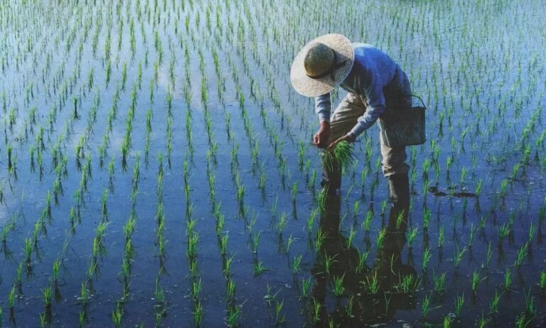 Cetak Lahan Sawah Baru: Program Quick Wins Prabowo-Gibran Wujudkan Ketahanan Pangan