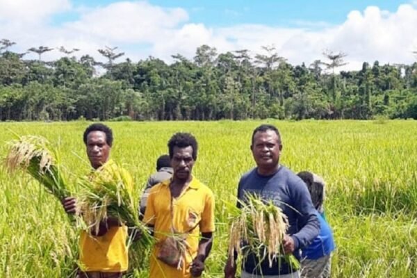 Setahun Pemerintahan Prabowo-Gibran, Swasembada Pangan Papua Jadi Simbol Ketahanan Pangan Indonesia